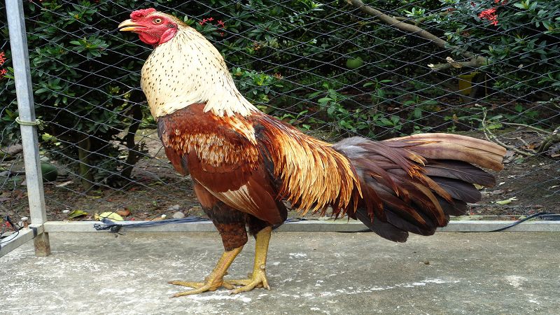 Lựa chọn vảy gà chọi chất lượng