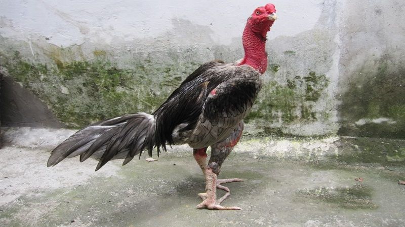 78 Vảy Gà Tốt Nên Chọi
