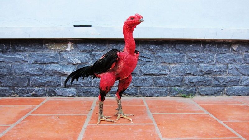 78 vảy gà tốt nên chọi cần biết