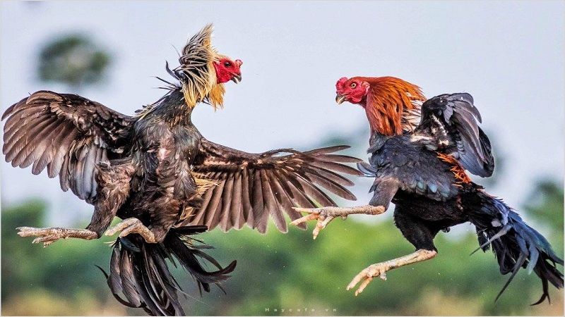 Chiến thuật dùng màu mạng gà đá