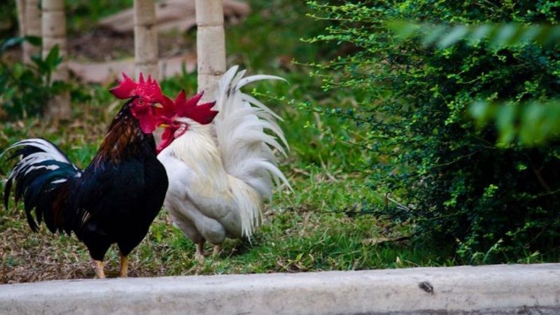Mỗi màu mạng gà đá có ý nghĩa khác nhau