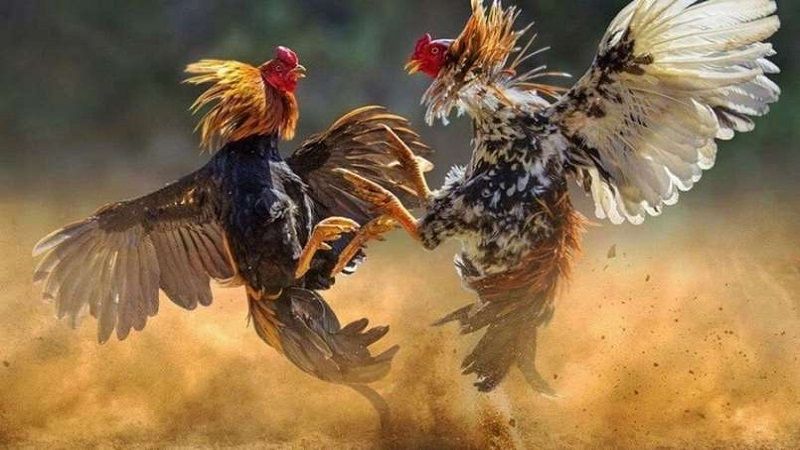 Cách xem ngày gà đá chọi theo giờ