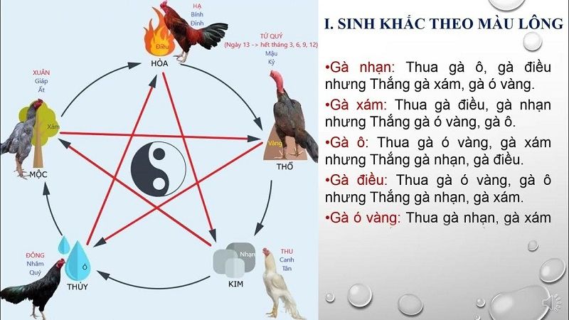 Ý nghĩa của màu mạng gà đá