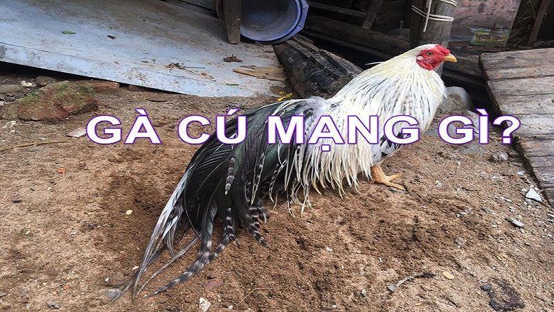Màu mạng gà đá